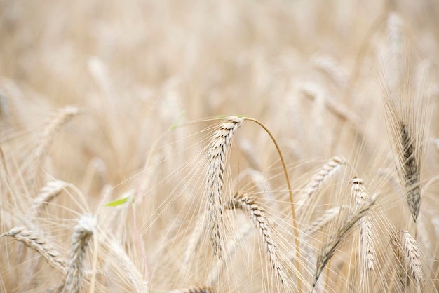 Champ de blé à grain mûr en été