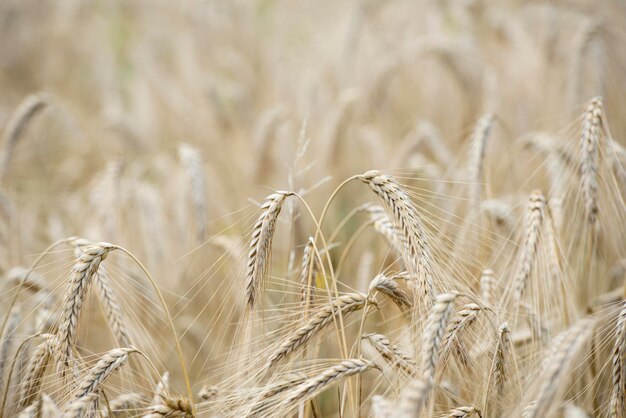 Champ de blé à grain mûr en été