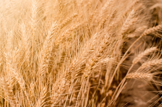 Champ de blé. Gros plan de blé d'or.