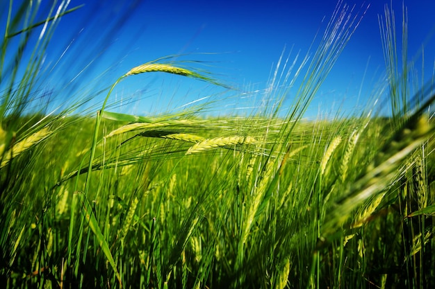 Champ de blé, gros plan