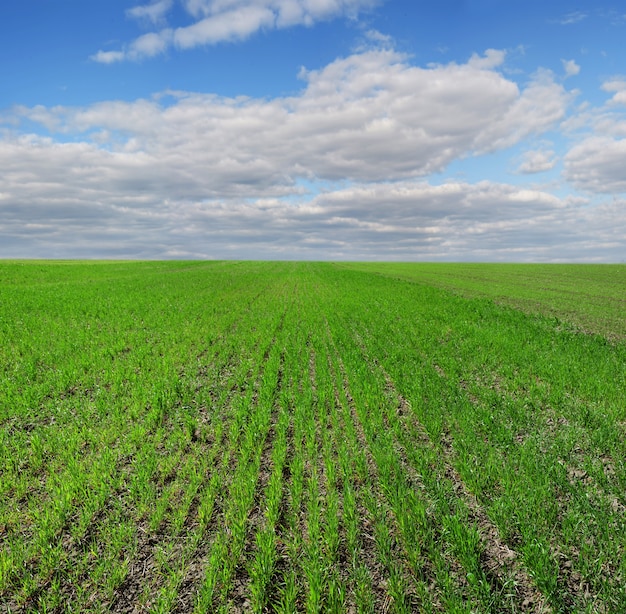 Champ de blé d'hiver, rangées de printemps, beau ciel nuageux