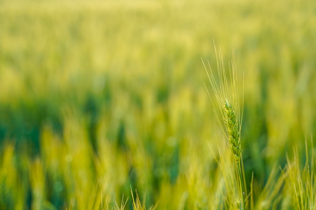 Champ de blé en Inde