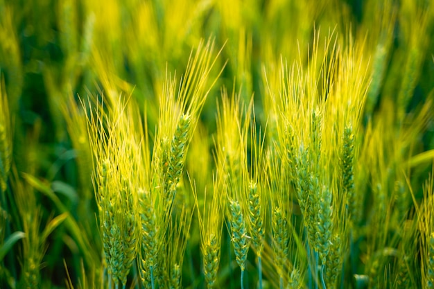 Champ de blé en Inde