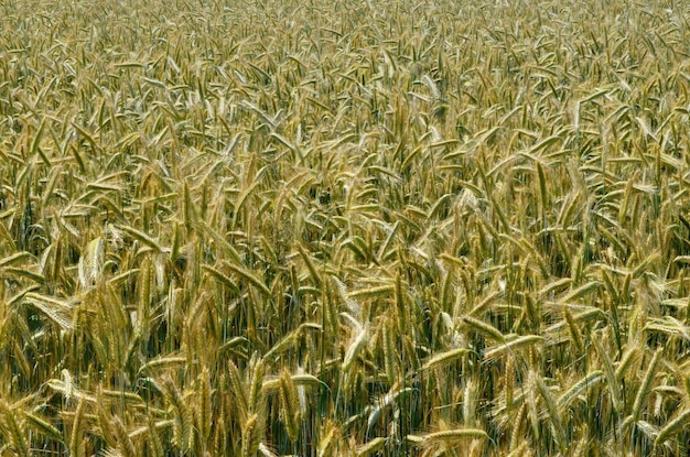 Champ de blé jaune et ciel bleu