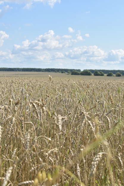 Champ de blé jaune énorme et ciel bleu