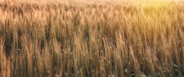 Champ de blé et une journée ensoleillée Blé sur les terres agricoles