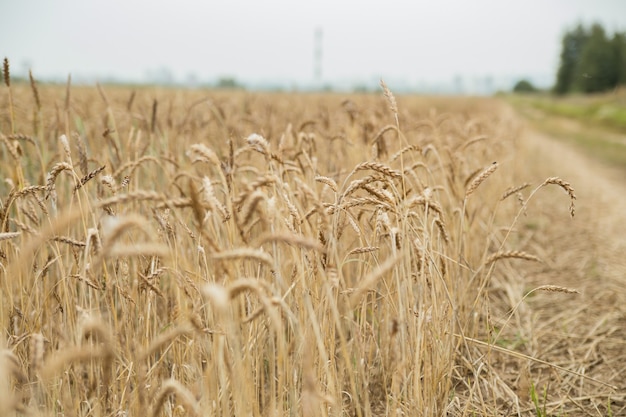 Un champ de blé le long d'une route de campagne