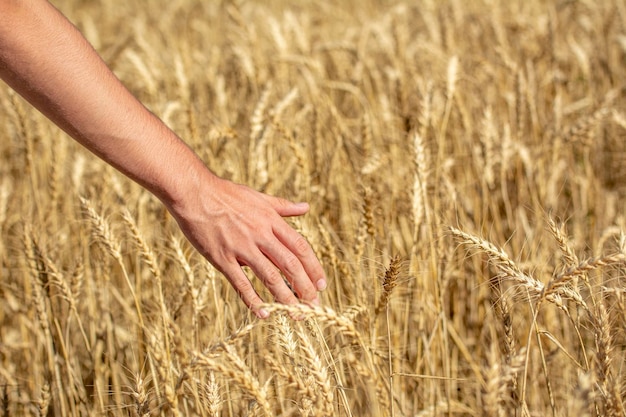 Champ de blé et main masculine touchant des épis de blé dorés le jour d'été