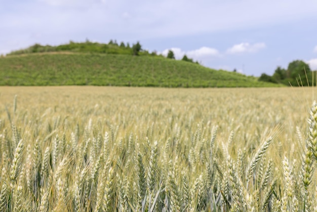 Photo un champ de blé en maturation et des collines avec des vignobles dans le nord de l'italie