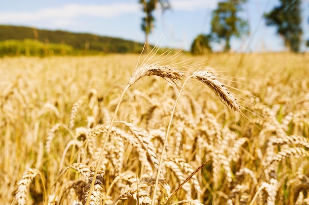 Champ de blé mûr en hausse ukrainien