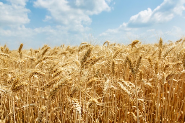 Champ de blé mûr un jour d'été nuageux