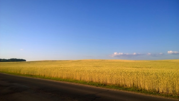 Champ de blé mûr par une journée ensoleillée