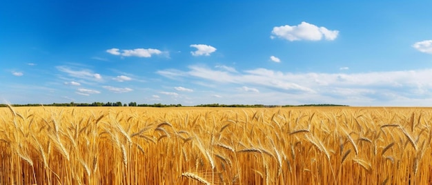 un champ de blé mûr sous un ciel bleu