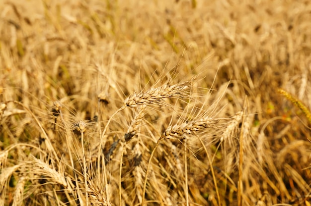 Champ de blé mûr