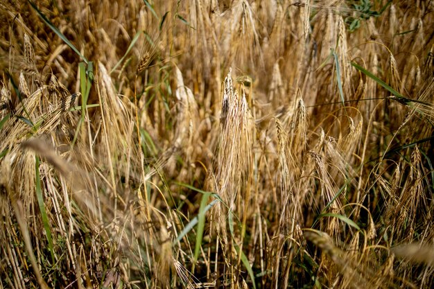 Champ de blé d'or. Beau paysage de coucher de soleil de la nature. Fond d'épis de maturation du champ de blé des prés. Concept de grande récolte et industrie des semences productives.