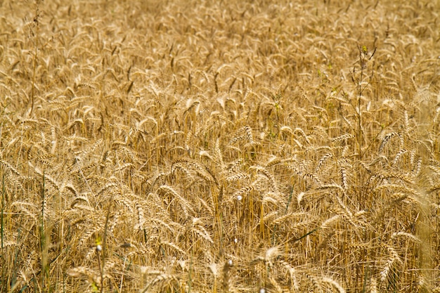 Champ de blé d&#39;or