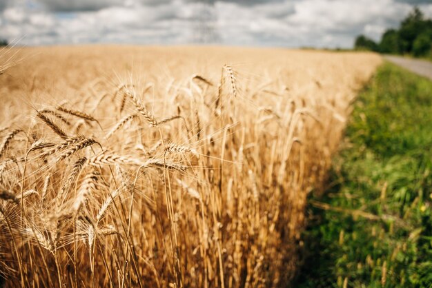 Le champ de blé Les oreilles de blé doré de près