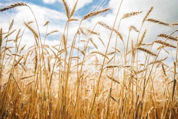 Le champ de blé Les oreilles de blé doré de près