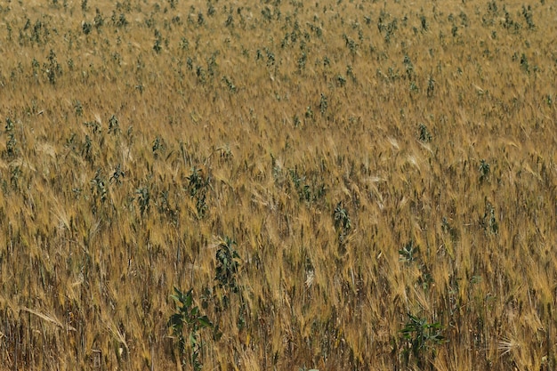 champ de blé par une journée ensoleillée épis de blé dorés