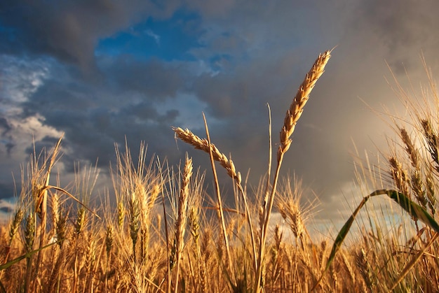 champ de blé par temps nuageux en été