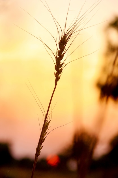 Champ de blé. Épis, blé doré, gros plan