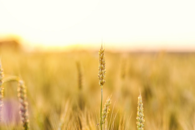 Champ de blé Épis de blé doré se bouchent Belle Nature Paysage au coucher du soleil Paysage rural sous la lumière du soleil brillante