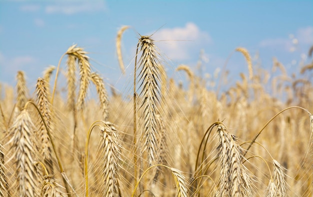 Champ de blé. Épis de blé doré se bouchent. Fond d'épis de maturation du champ de blé de prairie.