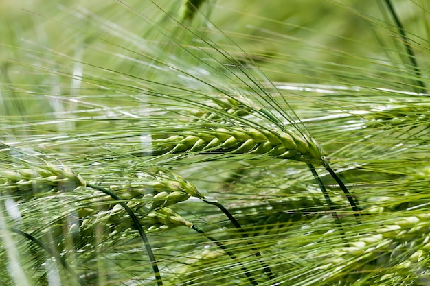 Champ de blé avec des plants de blé vert immatures