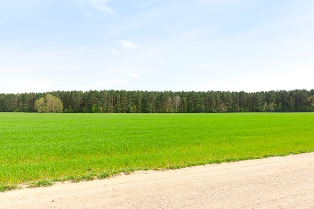 Champ de blé avec pousses vertes de blé au début de l'été ou à la fin du printemps, agricole