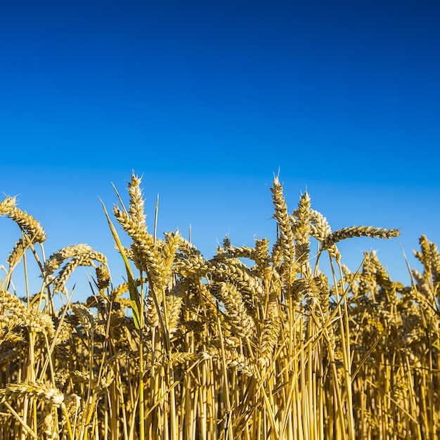 Champ de blé de récolte de blé sur fond de ciel bleu au soleil agriculture