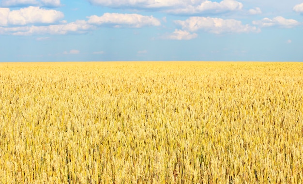 Champ de blé sans fin, reculant dans la distance au-delà de l'horizon