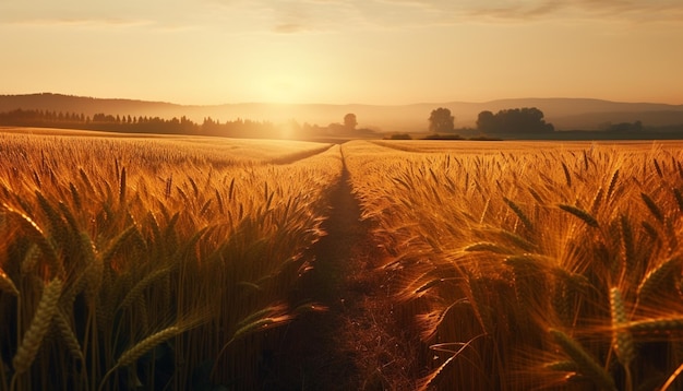 Un champ de blé avec le soleil couchant derrière lui