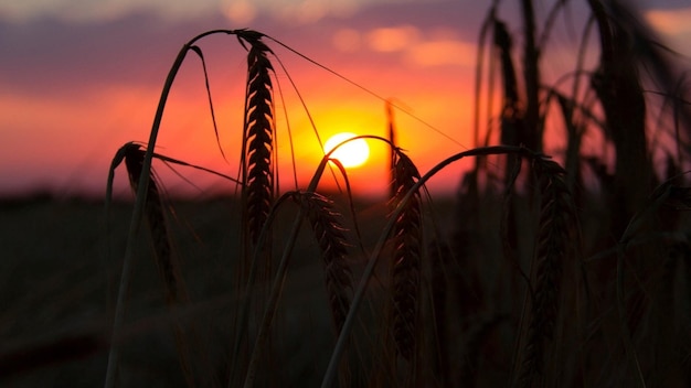 un champ de blé avec le soleil qui se couche derrière lui