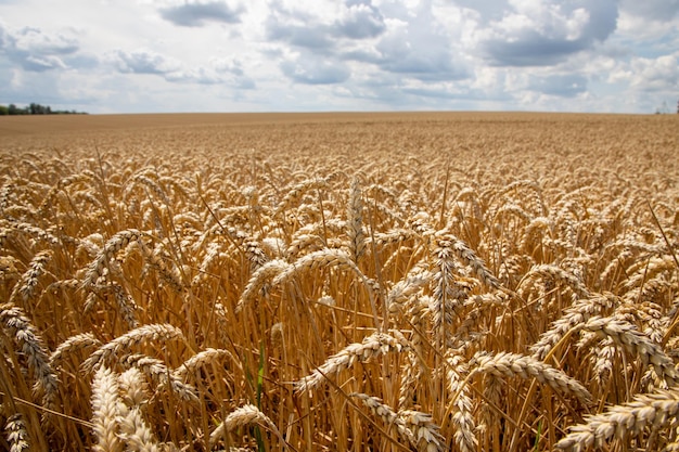 Photo champ de blé sous le ciel bleu thème de récolte riche paysage rural avec du blé doré mûr le problème mondial des céréales dans le monde