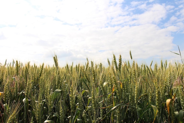 Photo un champ de blé sous un ciel nuageux