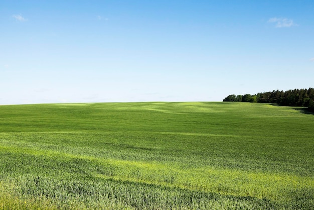 Champ de blé Été