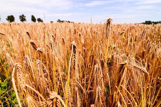 Champ de blé texturé à la campagne européenne en Allemagne