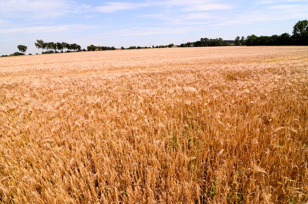 Champ de blé texturé