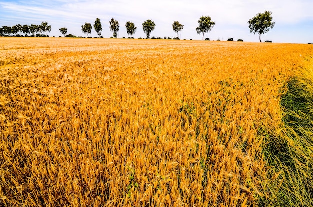 Champ de blé texturé