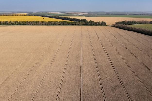 Champ de blé avec des traces parallèles de machines agricoles et d'arbres denses comme limites de champ