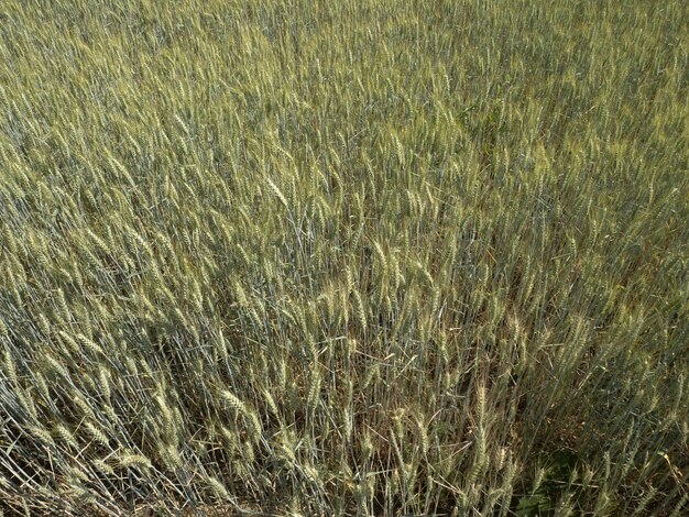 Photo un champ de blé en ukraine prêt à la récolte