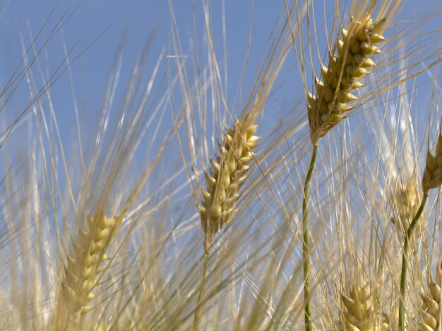 Photo un champ de blé en ukraine prêt à la récolte