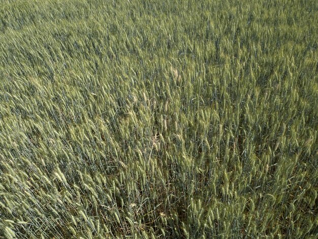 Photo un champ de blé en ukraine prêt à la récolte