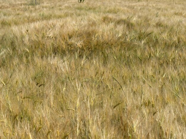 Photo un champ de blé en ukraine prêt à la récolte