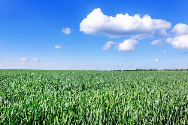 Champ de blé vert avec beau ciel