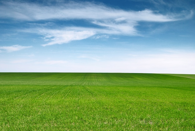 Champ de blé vert et ciel bleu