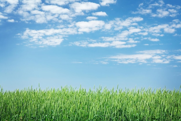 Champ de blé vert et ciel bleu