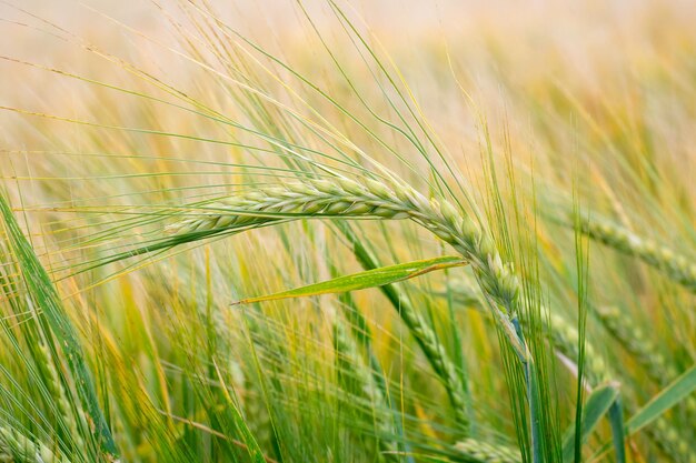 Champ de blé Vert épis de blé sur le terrain Arrière-plan de la maturation des épis du champ de blé de prairie