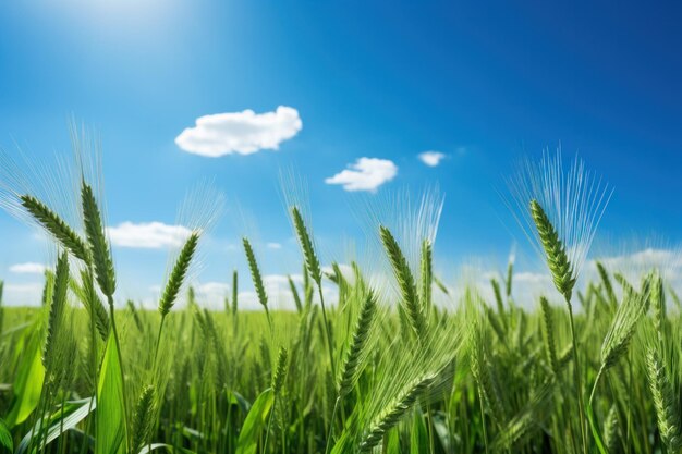 Un champ de blé vert sur le fond bleu du ciel