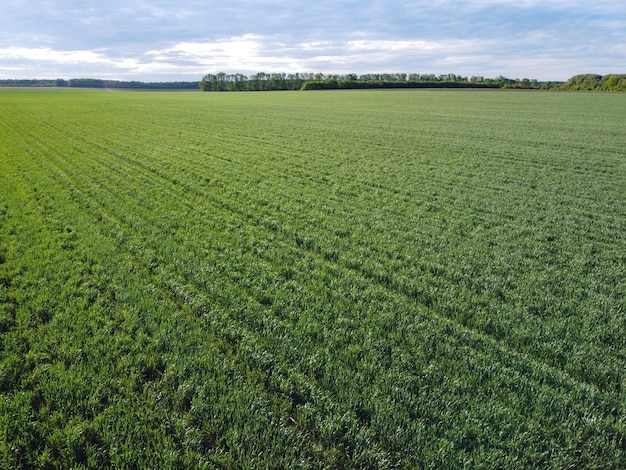 Champ de blé vert forêt et ciel avec nuages agro-industrie et agriculture